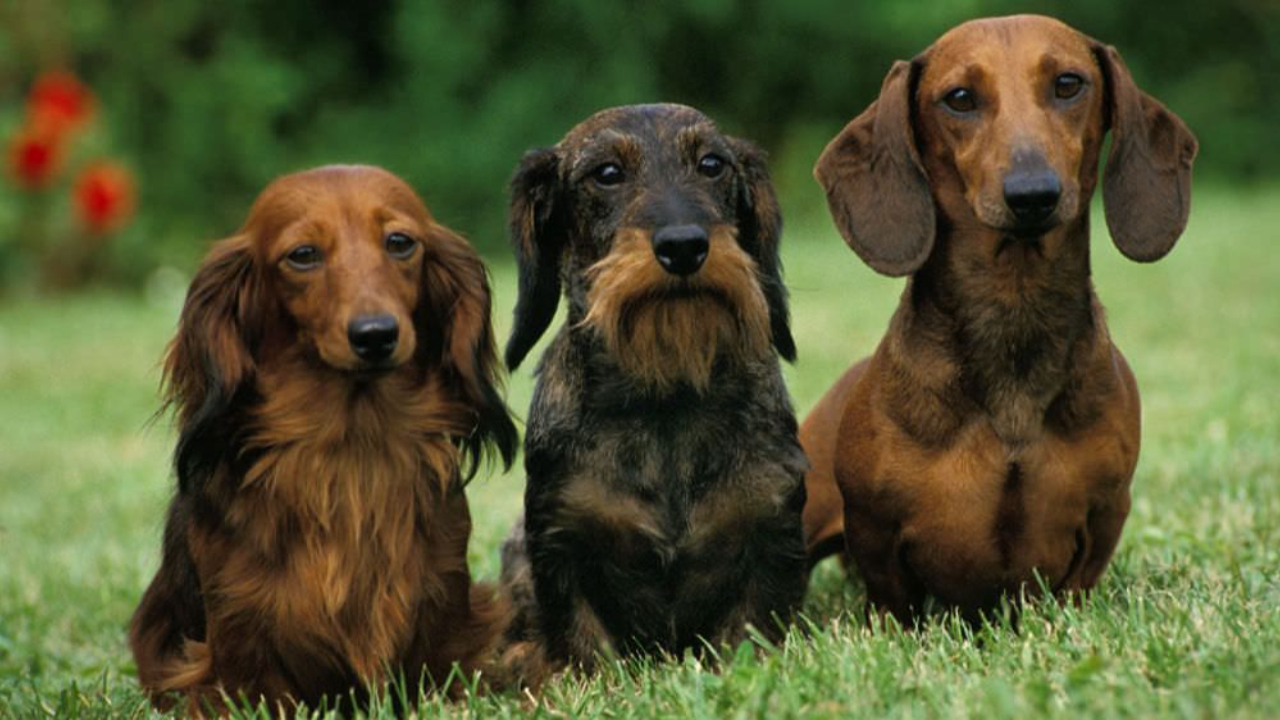 Content Writing Portfolio: How to Groom a Dachshund
