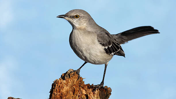 Content Writing Portfolio: Florida's State Bird: The Mockingbird